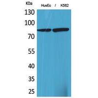 17β-HSD4 Polyclonal Antibody