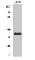 3pK Polyclonal Antibody