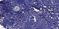 Relaxin 3 Polyclonal Antibody