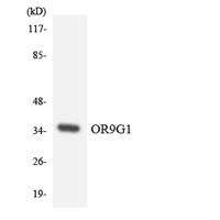 Olfactory receptor 9G1 Polyclonal Antibody