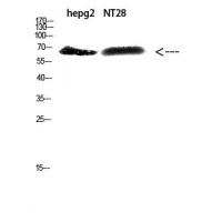 ZFP91 Polyclonal Antibody