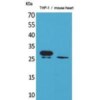 TREM-1 Polyclonal Antibody