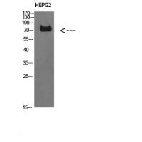 TRIF Polyclonal Antibody