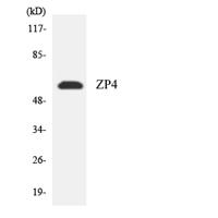 ZP4 Polyclonal Antibody