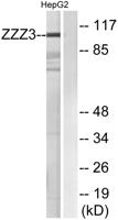 ZZZ3 Polyclonal Antibody