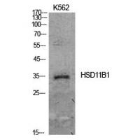 11β-HSD1 Polyclonal Antibody