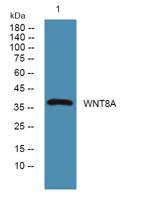 WNT8A Polyclonal Antibody