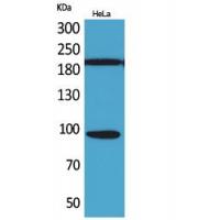 Trk C Polyclonal Antibody