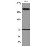 Trk C Polyclonal Antibody