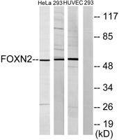FoxN2 Polyclonal Antibody