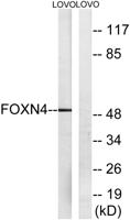 FoxN4 Polyclonal Antibody