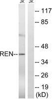 Renin Polyclonal Antibody