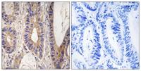 Rent1 Polyclonal Antibody