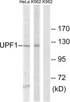 Rent1 Polyclonal Antibody