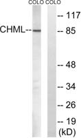 REP-2 Polyclonal Antibody