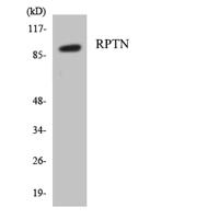 Repetin Polyclonal Antibody