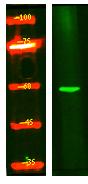 Z280B Polyclonal Antibody