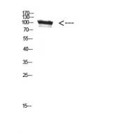 TRPV4 Polyclonal Antibody