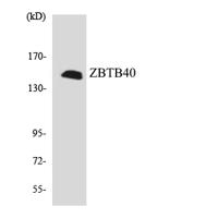 ZBTB40 Polyclonal Antibody