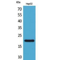 VHR Polyclonal Antibody