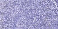 Uba5 Polyclonal Antibody