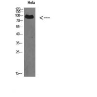 VPS35 Polyclonal Antibody