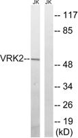 VRK2 Polyclonal Antibody
