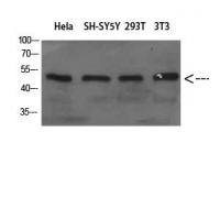 WIPI1 Polyclonal Antibody