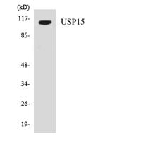 USP15 Polyclonal Antibody