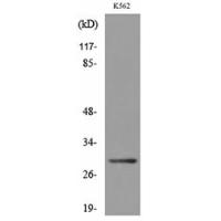 VDAC1 Polyclonal Antibody