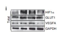VEGF-A Polyclonal Antibody