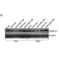VEGF-C Polyclonal Antibody