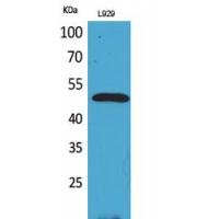 VEGF-C Polyclonal Antibody