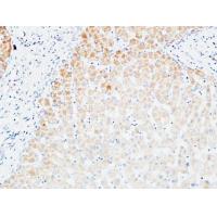 VEGF-C Polyclonal Antibody
