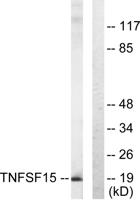 VEGI Polyclonal Antibody