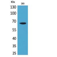 VGF Polyclonal Antibody