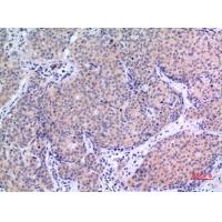 VGF Polyclonal Antibody