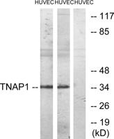 TNF-IP 1 Polyclonal Antibody