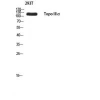 Topo IIIα Polyclonal Antibody
