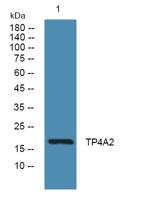 TP4A2 Polyclonal Antibody