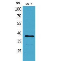 TPO Polyclonal Antibody