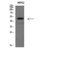 TRAF1 Polyclonal Antibody