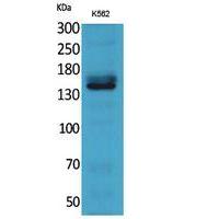 RFC1 Polyclonal Antibody