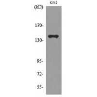 RFC1 Polyclonal Antibody