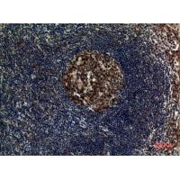 FOXP3 Polyclonal Antibody