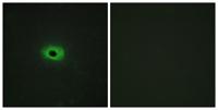 TWEAK Polyclonal Antibody