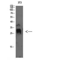 TIMP-4 Polyclonal Antibody