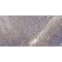 TIMP-4 Polyclonal Antibody
