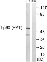 TIP60 Polyclonal Antibody