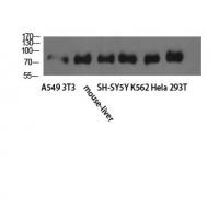 TLE1/2/3/4 Polyclonal Antibody